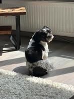 Lieve boomer zoekt nieuw huisje, Dieren en Toebehoren, Honden | Chihuahua's en Gezelschapshonden, Parvo, Overige rassen, Teef