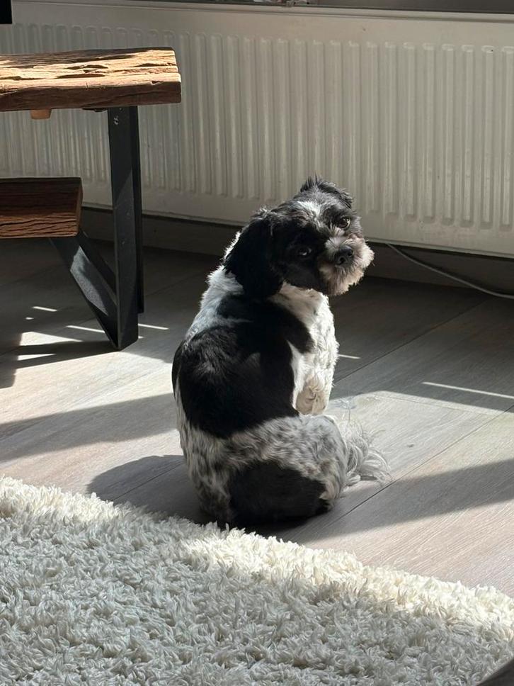 Lieve boomer zoekt nieuw huisje, Dieren en Toebehoren, Honden | Chihuahua's en Gezelschapshonden, Teef, Overige rassen, Particulier