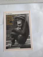 VOORTHUIZEN. 1991.   - AAP, Verzamelen, Ansichtkaarten | Themakaarten, Ophalen of Verzenden, 1980 tot heden, Overige thema's