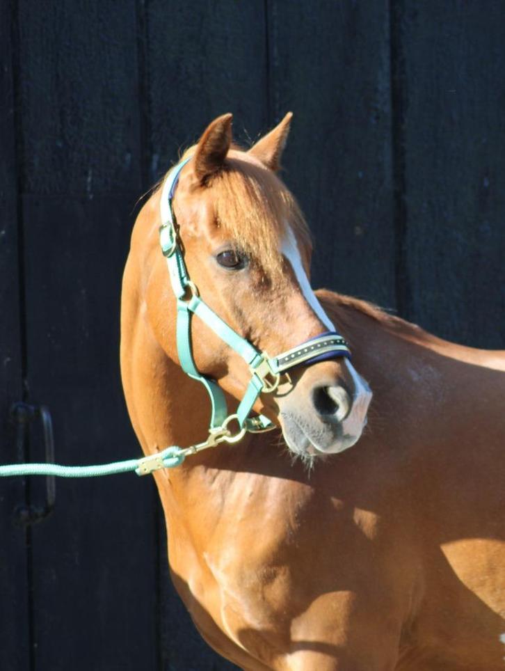 Allround C-Pony, Dieren en Toebehoren, Pony's, Ruin, L, C pony (1.27m tot 1.37m), Dressuurpony, 11 jaar of ouder, Met stamboom