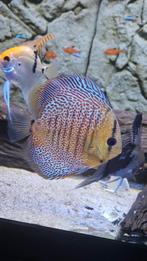 Discus vissen 5 stuks 250,-, Dieren en Toebehoren, Vissen | Aquariumvissen, Vis, Zoetwatervis
