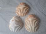 6 Sint Jacobsschelpen - 14 x 12 cm, Ophalen of Verzenden