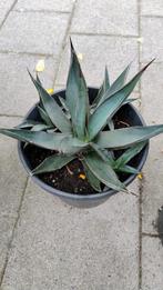 Agave Sharkskin (25 cm) met 4 pups, Ophalen, Bloeit niet, Overige soorten, Volle zon