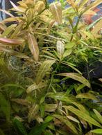 Hydrophylla Polysperma(Rosanervis) cuttings, Ophalen of Verzenden, Nieuw, Plant(en), Steen of Hout