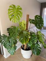 Grote monstera incl pot en mospaal, Ophalen, Overige soorten, Halfschaduw, In pot