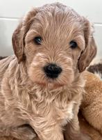 Medium Australian labradoodles ALF2 nestaankondiging, Overige rassen, CDV (hondenziekte), 8 tot 15 weken, Meerdere