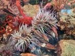 Wasroos / wasrozen - Anemonia viridis (anemoon), Zoutwatervis
