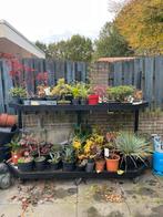 Plantenkar opbergrek display op wielen, Tuin en Terras, Ophalen, Volle zon