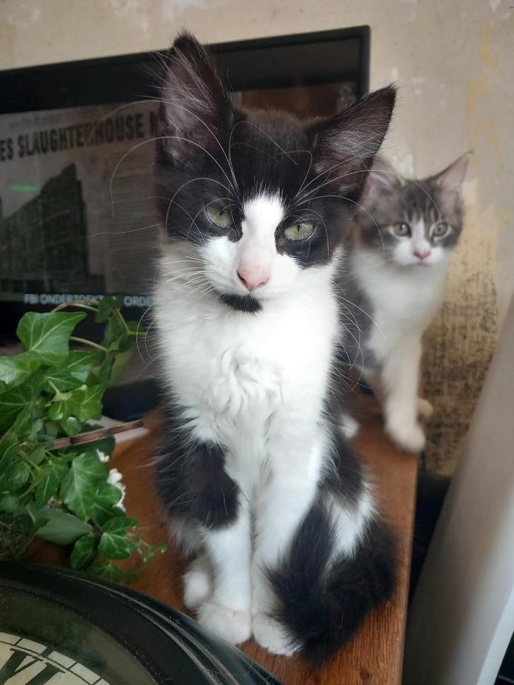 Halve main coon dame, Dieren en Toebehoren, Katten en Kittens | Raskatten | Langhaar, Poes, 0 tot 2 jaar, Ontwormd