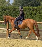 Sportpony E pony zeer getalenteerd, E pony (1.48m - 1.57m), Ruin, Springpony, Zadelmak