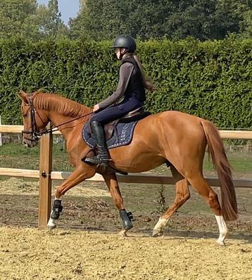 Sportpony E pony zeer getalenteerd beschikbaar voor biedingen