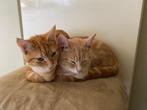 Mooie kittens Maine Coon x Europese korthaar rood en crème, Poes, Ontwormd