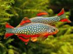 Rasbora margaritatus - Rasbora danio galaxy, Vis