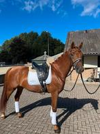 Super brave 3 jarige ruin, Dieren en Toebehoren, Ruin, Dressuurpaard, Ontwormd, 3 tot 6 jaar