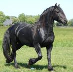 Prachtig Friese hengst (Sterk Ouderwets Type), Dieren en Toebehoren, Pony's, E pony (1.48m - 1.57m), Hengst, 3 tot 6 jaar, Gechipt