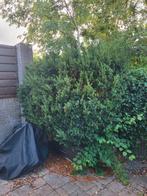 Struik/heg, Tuin en Terras, Ophalen