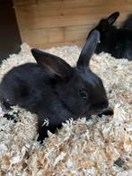 Jonge konijnen, Dieren en Toebehoren, Konijnen, Meerdere dieren