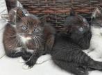 Lieve kittens, Dieren en Toebehoren, Katten en Kittens | Overige Katten, Meerdere dieren, Kortharig, 0 tot 2 jaar