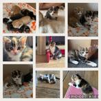 9 jonge kittens, Dieren en Toebehoren, Katten en Kittens | Overige Katten, Meerdere dieren, Kortharig, 0 tot 2 jaar