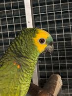 2-0 blauwvoorhoofd Amazone, Dieren en Toebehoren, Vogels | Parkieten en Papegaaien, Mannelijk, Papegaai, Geringd