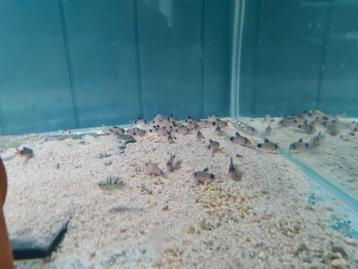 Corydoras Panda, pantsermeerval beschikbaar voor biedingen