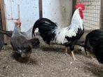 Mooie patrijs leghorn te koop, Dieren en Toebehoren, Meerdere dieren, Kip