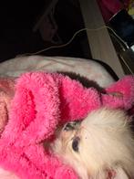 Pomchi, Dieren en Toebehoren, Honden | Chihuahua's en Gezelschapshonden, Overige rassen, Meerdere, Meerdere dieren, Nederland