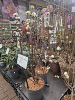 Viburnum farreri Candidissimum Sneeuwbal winterbloei geurend, Overige soorten, Vaste plant, Ophalen of Verzenden, Halfschaduw
