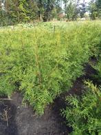 Thuja Brabant Conifeer - Ideaal voor een haag!, Tuin en Terras, Ophalen, Conifeer, Haag, 100 tot 250 cm
