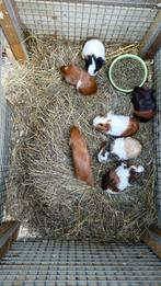 Jonge cavia's, Dieren en Toebehoren, Knaagdieren, November, Mannelijk, Cavia