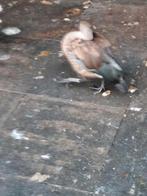 Blauwvleugel ganzen  man en vrouw, Dieren en Toebehoren, Meerdere dieren, Gans of Zwaan