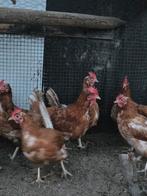 17 legkippen, Dieren en Toebehoren, Vrouwelijk, Kip