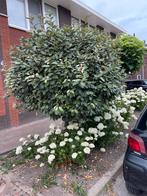 Olijfwilg, Tuin en Terras, Planten | Bomen, Ophalen, Overige soorten