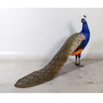 Peacock – Pauw beeld Lengte 142 cm, Ophalen, Nieuw