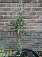 Steeneik (Quercus ilex), Tuin en Terras, Bloeit niet, Overige soorten, Minder dan 100 cm, Ophalen