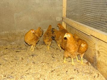 New hampshire hennen van 4 maanden beschikbaar voor biedingen