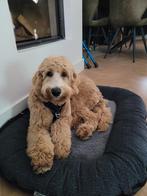 Labradoodle, Dieren en Toebehoren, Rabiës (hondsdolheid), 1 tot 2 jaar, Teef, Eén hond