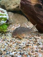 Corydoras sterba’s, Dieren en Toebehoren, Vis