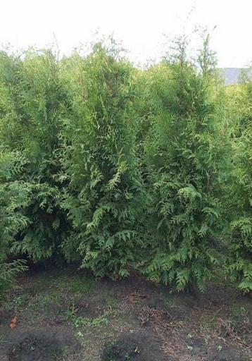 Heg aanplanten  ❗️ beschikbaar voor biedingen