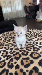 Twee lieve  sneeuwbengaaltjes mogen PER DIRECT MEE, Dieren en Toebehoren, Katten en Kittens | Raskatten | Korthaar, Poes, Ontwormd