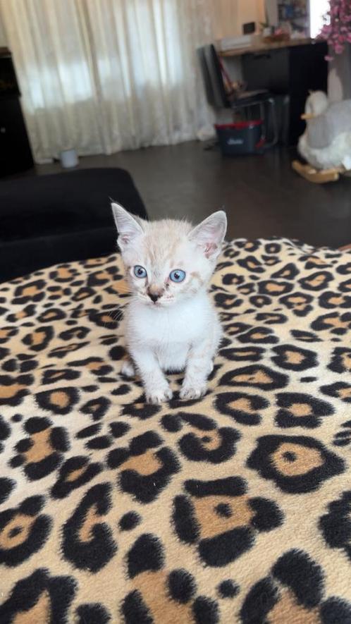 Twee lieve  sneeuwbengaaltjes mogen PER DIRECT MEE, Dieren en Toebehoren, Katten en Kittens | Raskatten | Korthaar, Poes, Ontwormd