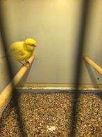 Border man, Dieren en Toebehoren, Mannelijk, Kleurkanarie