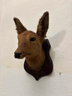 Hertenkopje Taxidermy op Hout, Verzamelen, Dierenverzamelingen, Ophalen of Verzenden, Gebruikt, Gewei of Kop