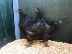 Jonge tamme Australorp kippen hennen gesekst en ingeënt, Dieren en Toebehoren, Kip, Vrouwelijk