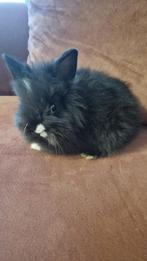 Teddy Dwerg Babykonijn, Dieren en Toebehoren, Konijnen, Geslacht onbekend, Dwerg