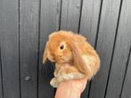 Jonge gecastreerde Franse Hangoor rammen - BramsRabbits, Meerdere dieren, Groot, Hangoor