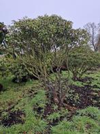 Meerstammige rhododendrons XXL, Tuin en Terras, Volle zon, Bloeit niet, 250 tot 400 cm, Overige soorten