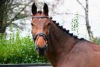 Te koop: 8 jarige allround spring/eventing merrie!, Dieren en Toebehoren, Paarden, Springpaard, Merrie, Gechipt, L