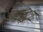 Grote kamerplant, Huis en Inrichting, Kamerplanten, Ophalen, 200 cm of meer, Overige soorten, Halfschaduw