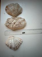 Doopvont Schelpen Set, Ophalen of Verzenden, Gebruikt